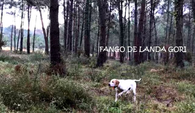 de landa gori - FANGO DE LANDA GORI : Chasse ..!