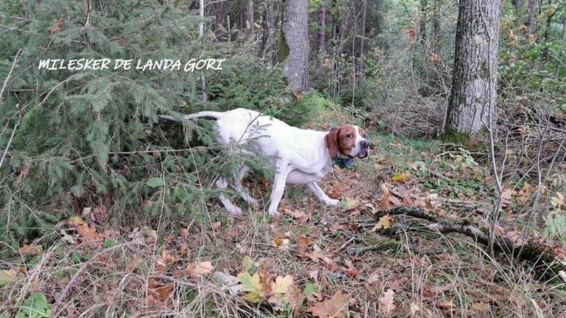 de landa gori - MILESKER DE LANDA GORI : Entraînement chasse bécasses LITUANIE !