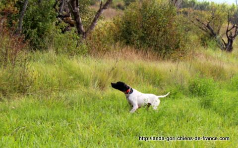 de landa gori - HEGO DE LANDA GORI ..Chasse perdrix et faisans Sauvages !!