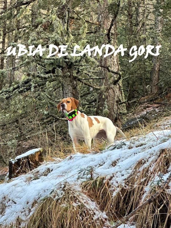 de landa gori - UBIA DE LANDA GORI :Chasse la bécasse montagne ALPES PROVENCE !