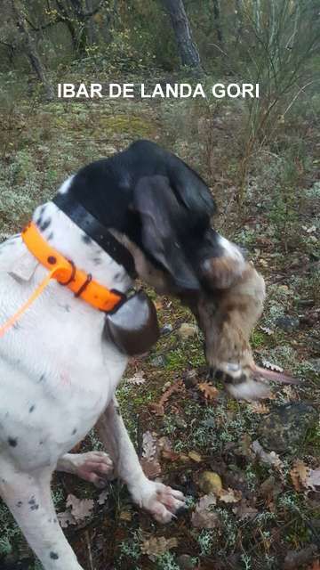 de landa gori - IBAR DE LANDA GORI .Chasse bécasses !!!