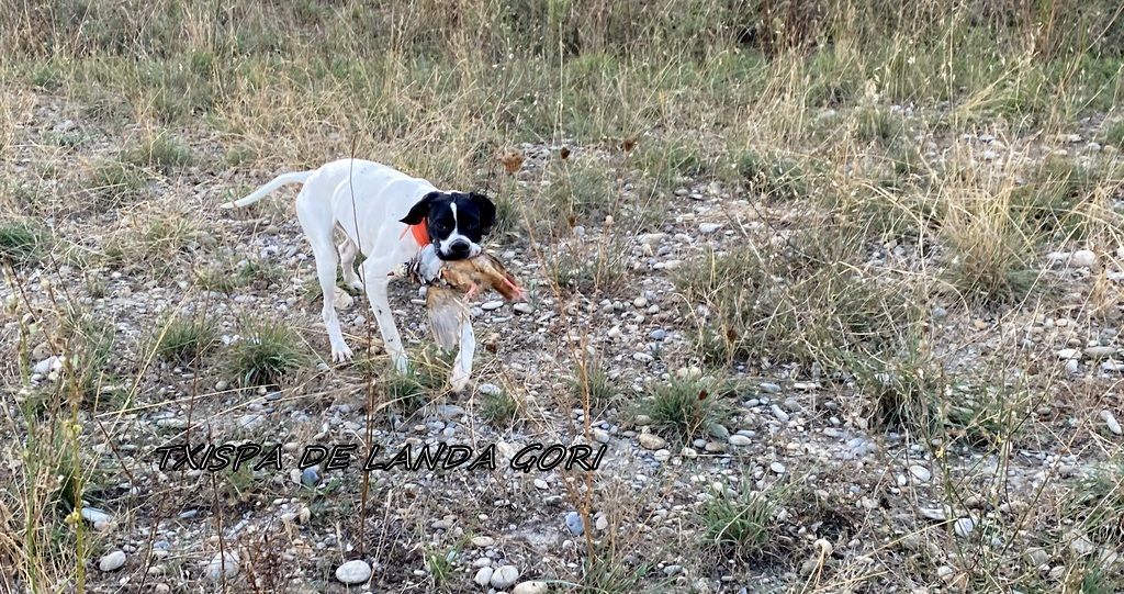 de landa gori - TXISPA DE LANDA GORI :Chasse perdreaux LUBERON ..!