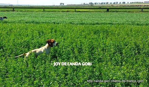 de landa gori - JOY DE LANDA GORI..Chasse la caille sauvage au MAROC !!!