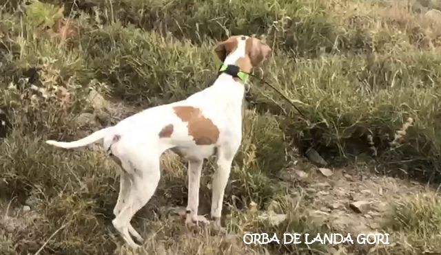 de landa gori - ORBA DE LANDA GORI :Chasse entraînement montagne CORSE !