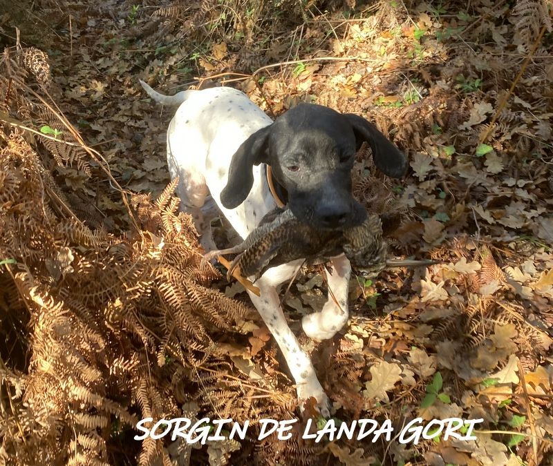 de landa gori - SORGIN DE LANDA GORI ;Chasse la bécasse LANDES ..!