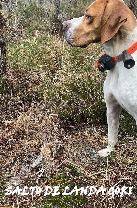 de landa gori - SALTO DE LANDA GORI/Chasse la bécasse LANDES !