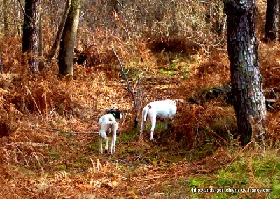 de landa gori - IBAÏ ET CINKA DE LANDA GORI.....Chasse !!