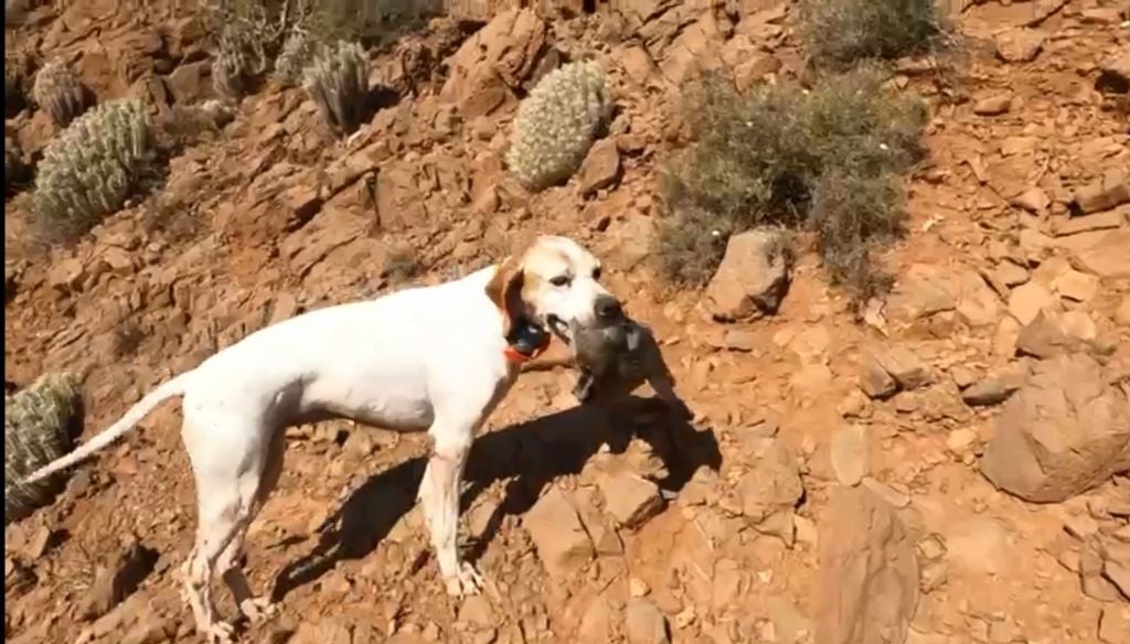 de landa gori - NLUNA DE LANDA GORI/Chasse GAMBRA /Montagnes MAROC