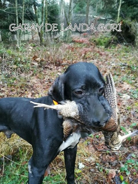 de landa gori - GARAY DE LANDA GORI ;Rapport bécasse HAUTE ARDECHE !