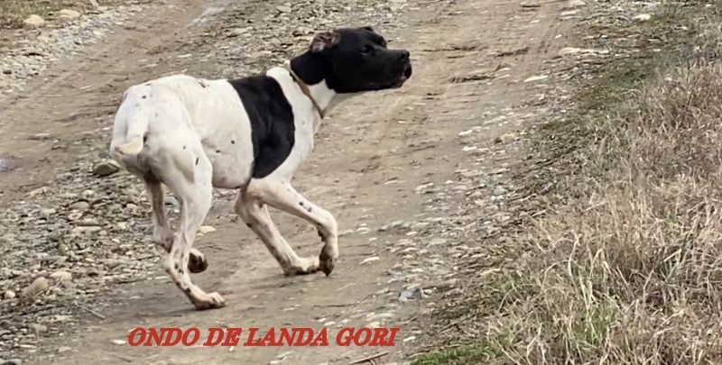 de landa gori - ONDO DE LANDA GORI ; Arrêt perdreaux SERBES !!