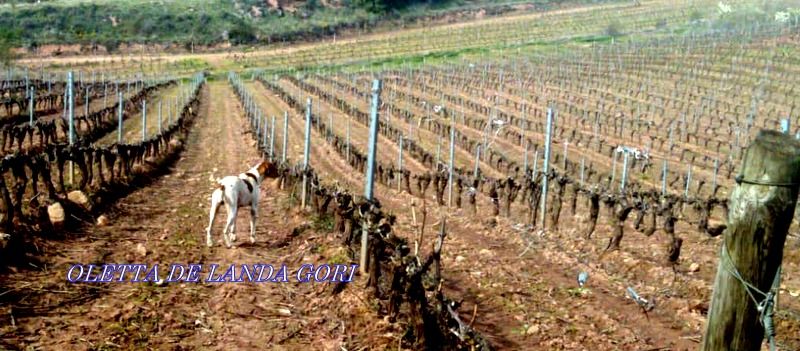 de landa gori - OLETTA DE LANDA GORI arrêt perdreaux rouges RIOJA PAYS BASQUE !