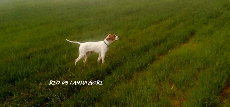 de landa gori - RIO DE LANDA GORI : Entraînement PAYS BASQUE !