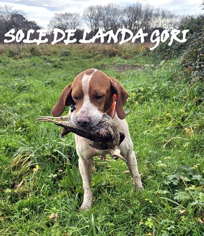 de landa gori - SOLE DE LANDA GORI /Chasse la bécasse LANDES !