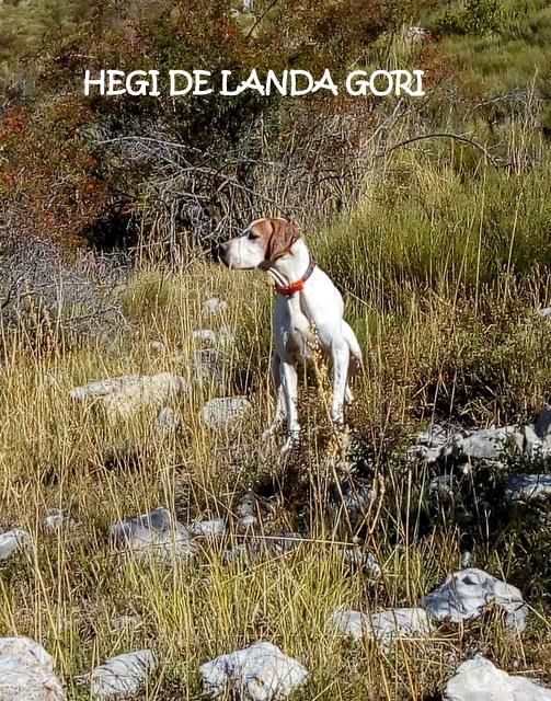 de landa gori - HEGI DE LANDA GORI ;Chasse le perdreau Montagne ALPES !