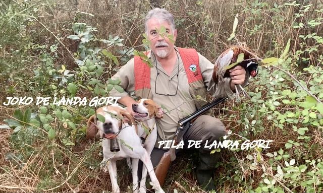 de landa gori - JOKO et PILA DE LANDA GORI ..Chasse faisans !