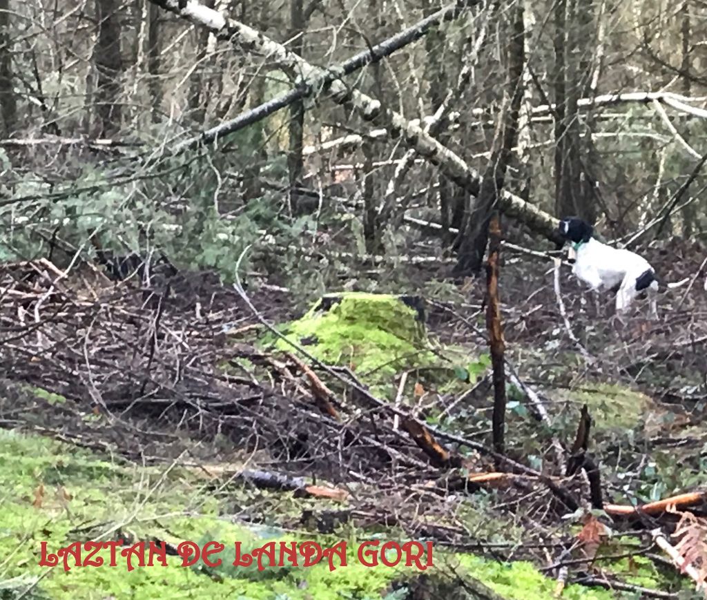 de landa gori - LAZTAN DE LANDA GORI : Chasse à la bécasse .!