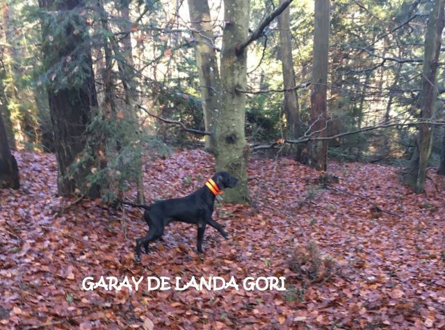 de landa gori - GARAY DE LANDA GORI :Chasse la bécasse en ARDECHE 