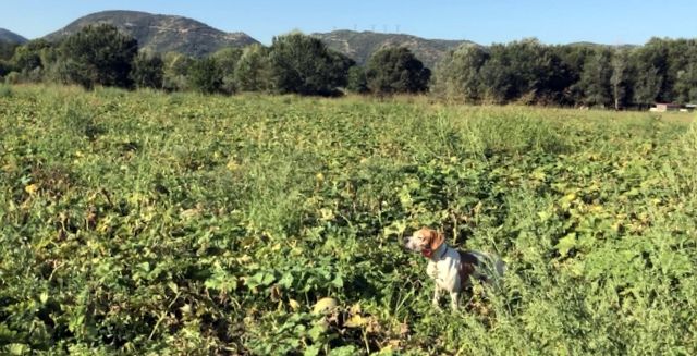 de landa gori - JOKO DE LANDA GORI.Arrêt compagnie de rouges .;PROVENCE !