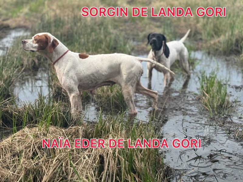 de landa gori - NAIA EDER DE LANDA GORI/Chasse BECASSINES!..