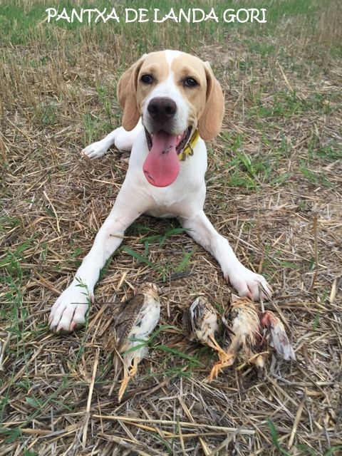 de landa gori - PANTXA DE LANDA GORI ; 5mois ; Chasse la caille HAUTE GARONNE !!