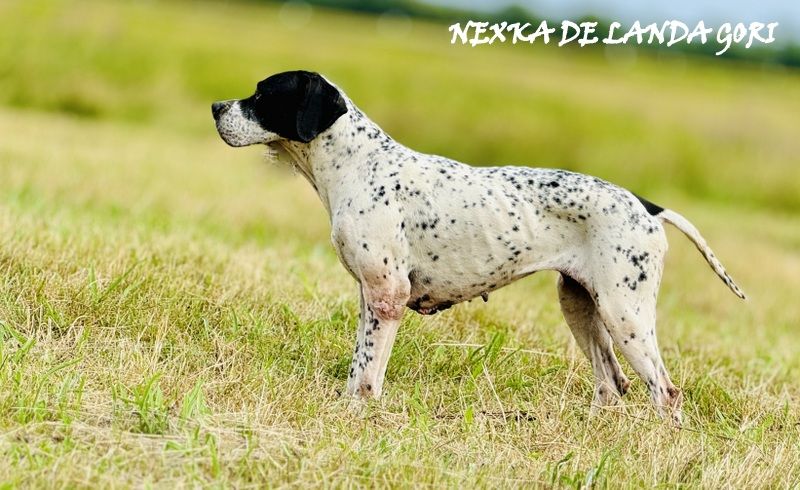 de landa gori - NEXKA DE LANDA GORI/Entraînement/cailles sauvages!