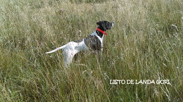 de landa gori - LISTO DE LANDA GORI : Chasse la caille ARDECHE