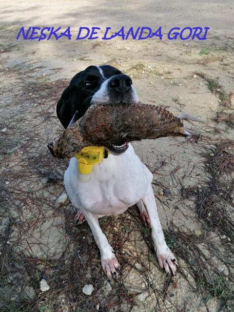 de landa gori - NESKA DE LANDA GORI Chasse la bécasse TURQUIE !