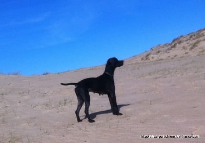 de landa gori - GUTXI DE LANDA GORI...Training ...!!