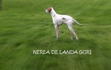 de landa gori - NEREA DE LANDA GORI Chasse en BRETAGNE..!