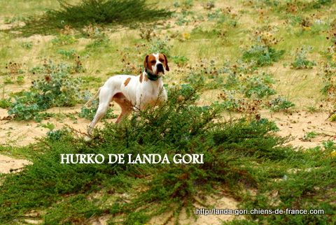 de landa gori - HURKO DE LANDA GORI ...Training !!