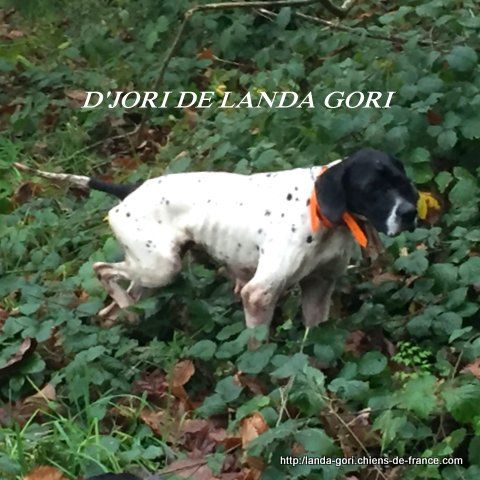 de landa gori - D'JORI DE LANDA GORI...Chasse à la bécasse !!!