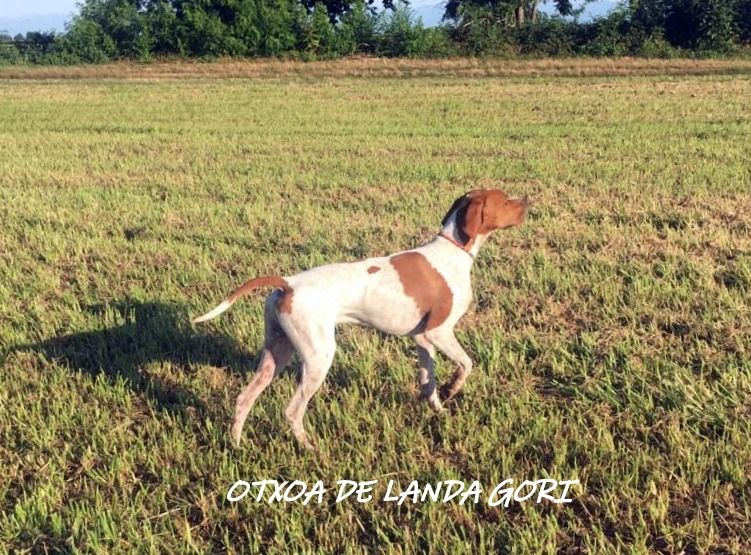 de landa gori - OTXOA DE LANDA GORI :Entraînement ITALIE