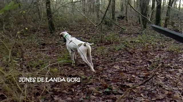 de landa gori - JUNES DE LANDA GORI :Chasse la bécasse CHARENTE ..!