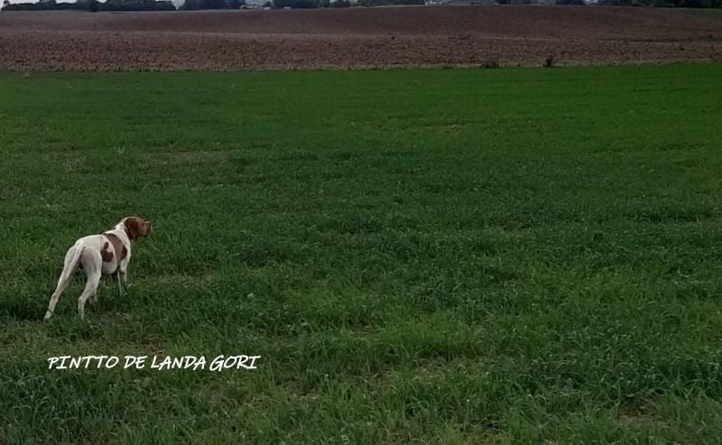 de landa gori - PINTTO DE LANDA GORI :Entraînement chasse BELGIQUE !