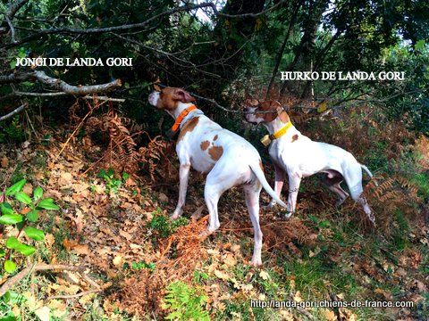 de landa gori - JONGI et HURKO DE LANDA GORI..Chasse à la bécasse !!