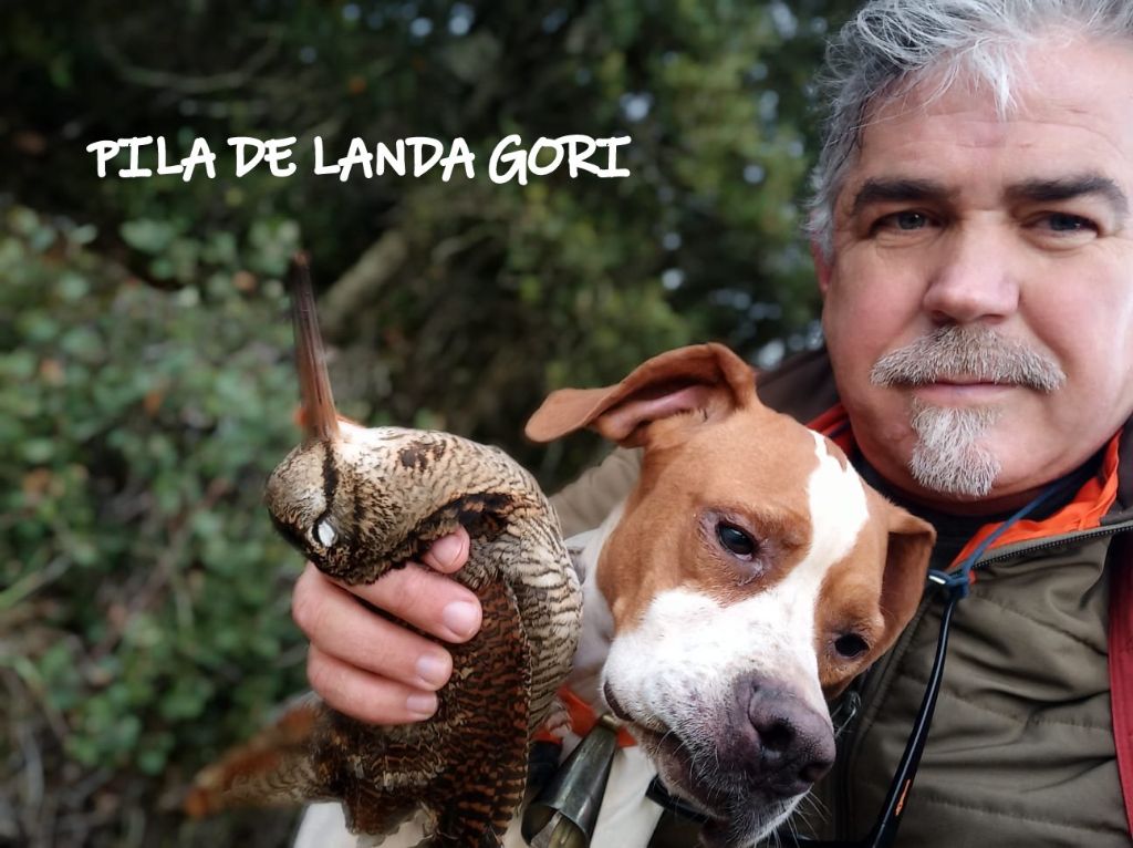 de landa gori - PILA DE LANDA GORI ;Chasse la bécasse ESPAGNE !