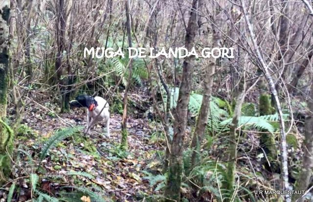 de landa gori - MUGA DE LANDA GORI . Chasse à la bécasse !!