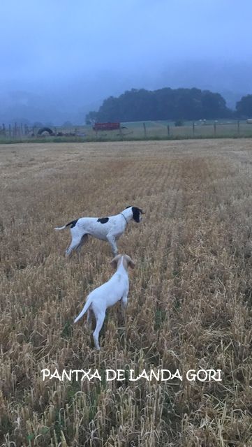 de landa gori - PANTXA DE LANDA GORI.1er ARRÊT (3mois) gibier sauvage 