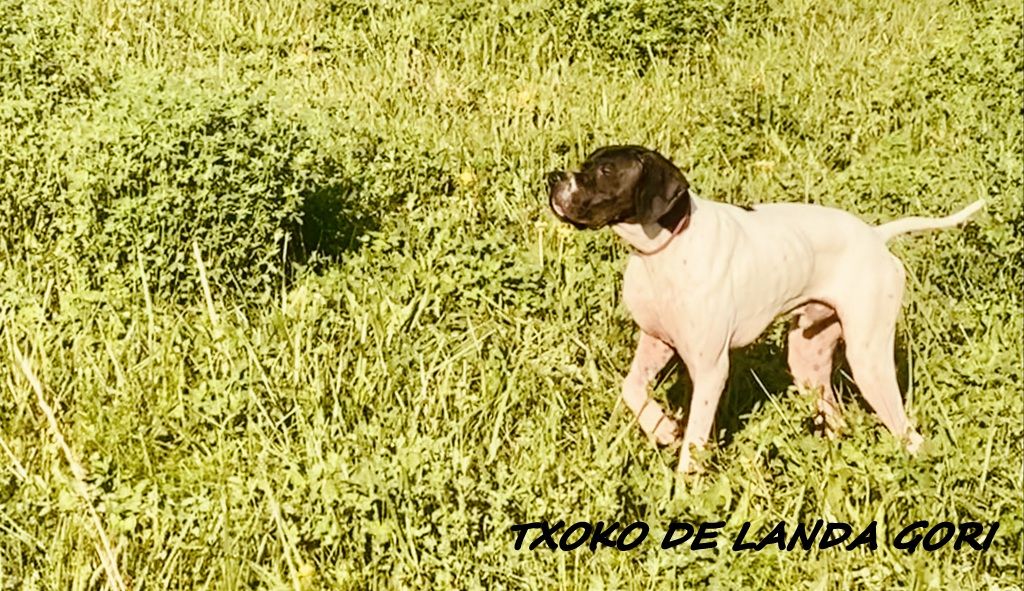 de landa gori - TXOKO DE LANDA GORI :Chasse le perdreau LUBERON!