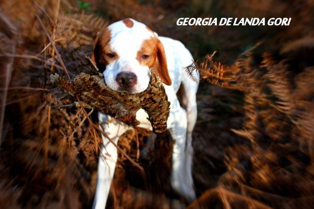 de landa gori - GEORGIA DE LANDA GORI...Chasse à la bécasse !!!