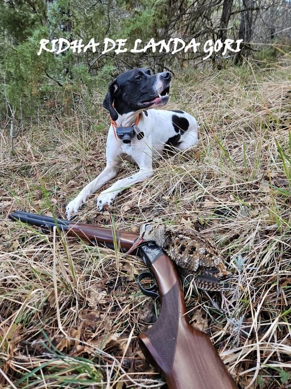 de landa gori - RIDHA DE LANDA GORI/Chasse la bécasse montagne ALPES !