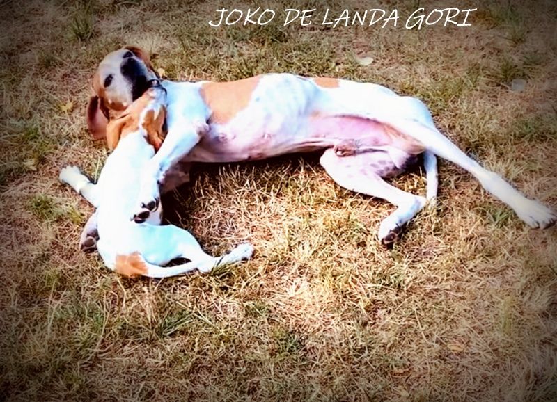 de landa gori - JOKO DE LANDA GORI ;AMOUR ..!