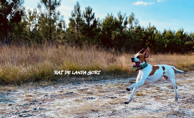 de landa gori - RAÏ DE LANDA GORI :Chasse dans les LANDES !