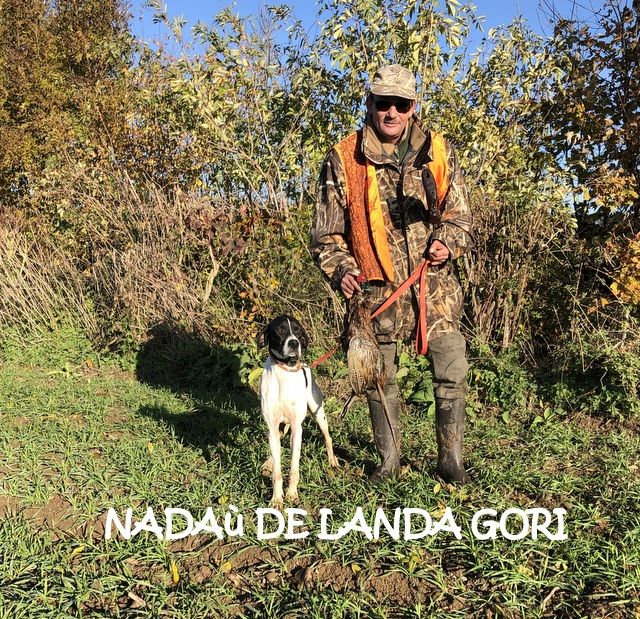 de landa gori - NADAù DE LANDA GORI :Chasse le faisan naturel dans LE PAS DE CALAIS !