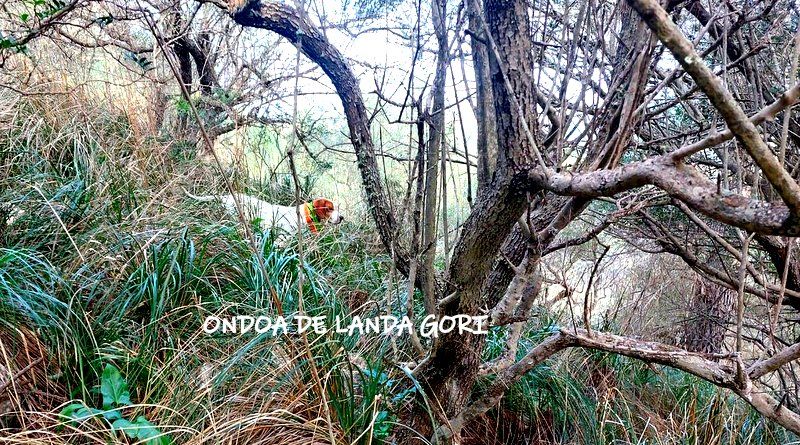 de landa gori - ONDOA DE LANDA GORI ;Chasse la bécasse ÎLES  BALEARES