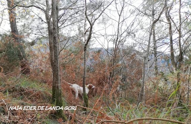 de landa gori - NAÏA EDER DE LANDA GORI :Chasse la bécasse MONTAGNES BASQUES