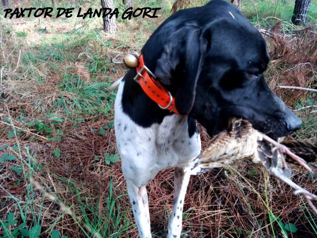 de landa gori - PAXTOR DE LANDA GORI ;Chasse la bécasse dans les LANDES !