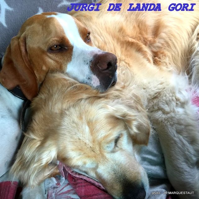 de landa gori - JURGI DE LANDA GORI...