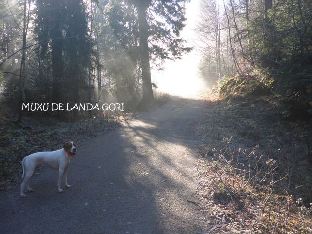 de landa gori - MUXU DE LANDA GORI ;Chasse la bécasses MONTAGNE ALPES Frontiere SUISSE