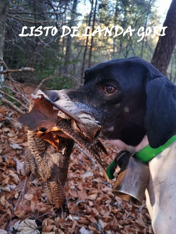 de landa gori - LISTO DE LANDA GORI/Chasse la bécasse/ARDECHE